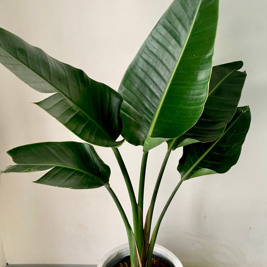White Bird of Paradise approximately 4ft tall in 8”pot