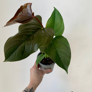 Anthurium "Red Leaf" 4" pot