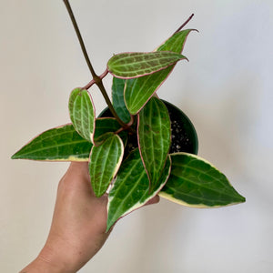 Hoya Macrophylla 4" pot