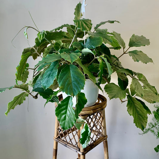 Chestnut Vine (Tetrastigma Voinierianum )10” Hanging Basket