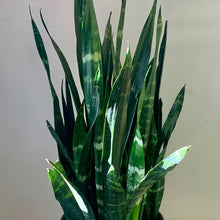 Load image into Gallery viewer, Sansevieria “Black Coral” (approximately 3FT tall) 10” pot
