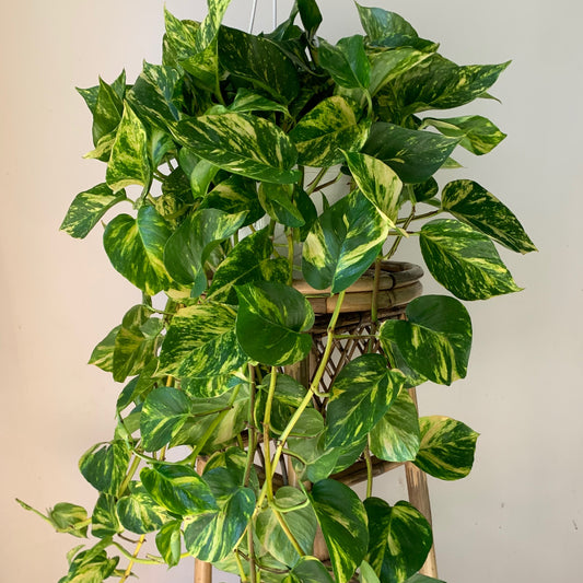 Golden Pothos 8” Hanging Basket