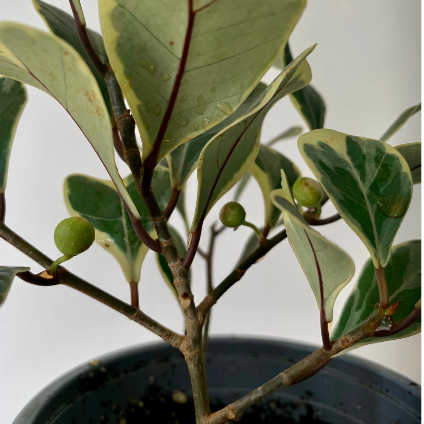 Ficus Triangularis Variegated 4” pot