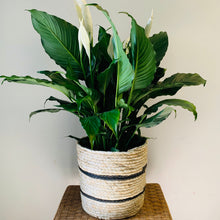 Load image into Gallery viewer, Peace Lily (Spathiphyllum) approximately 2ft tall 10” pot
