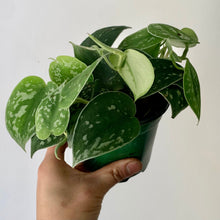 Load image into Gallery viewer, Scindapsus Pictus ” 4” pot

