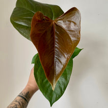 Load image into Gallery viewer, Anthurium &quot;Red Leaf&quot; 4&quot; pot
