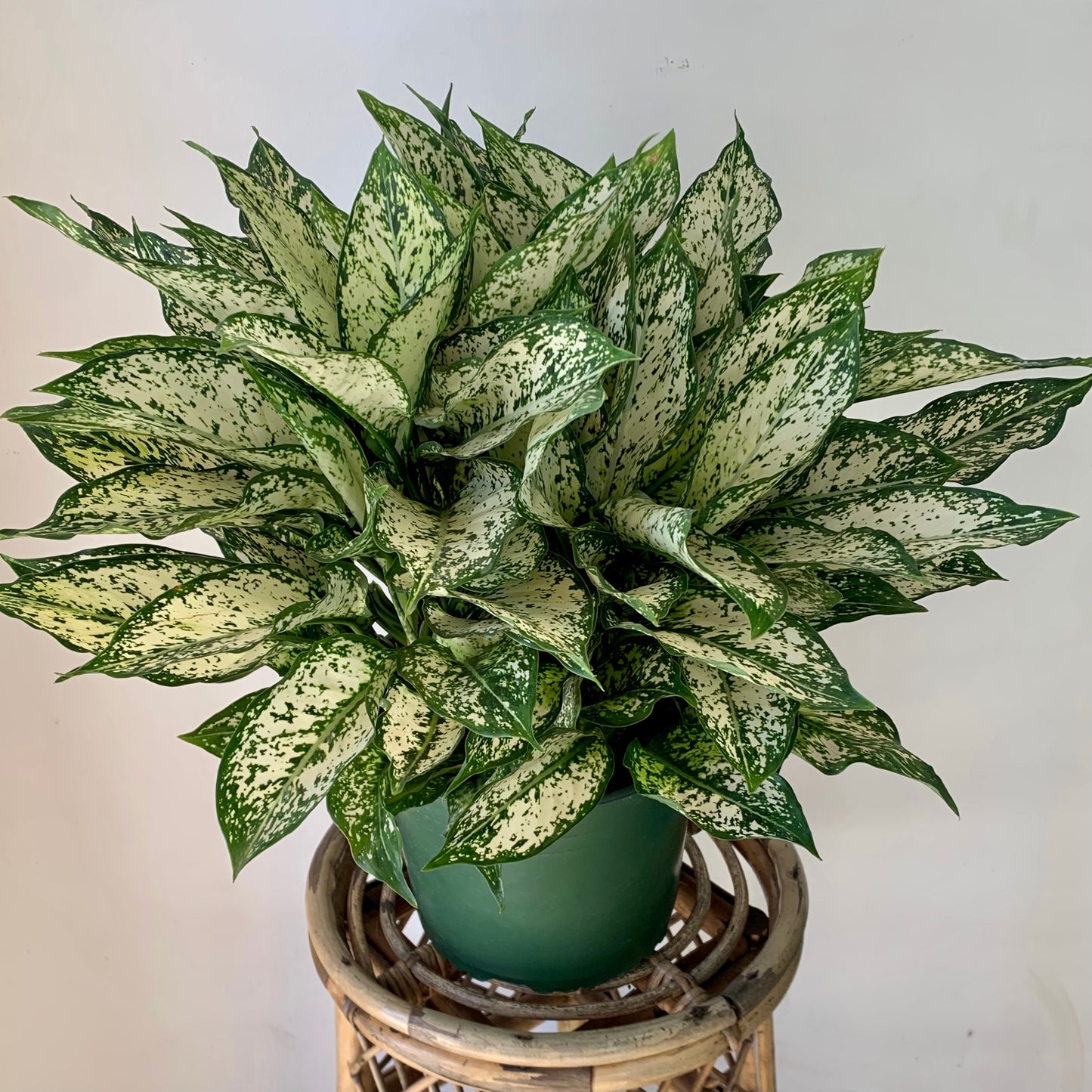 Aglaonema "Spring Snow" 8”pot