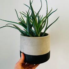 Load image into Gallery viewer, WYATT Concrete Cover pot (5.25”x5”)
