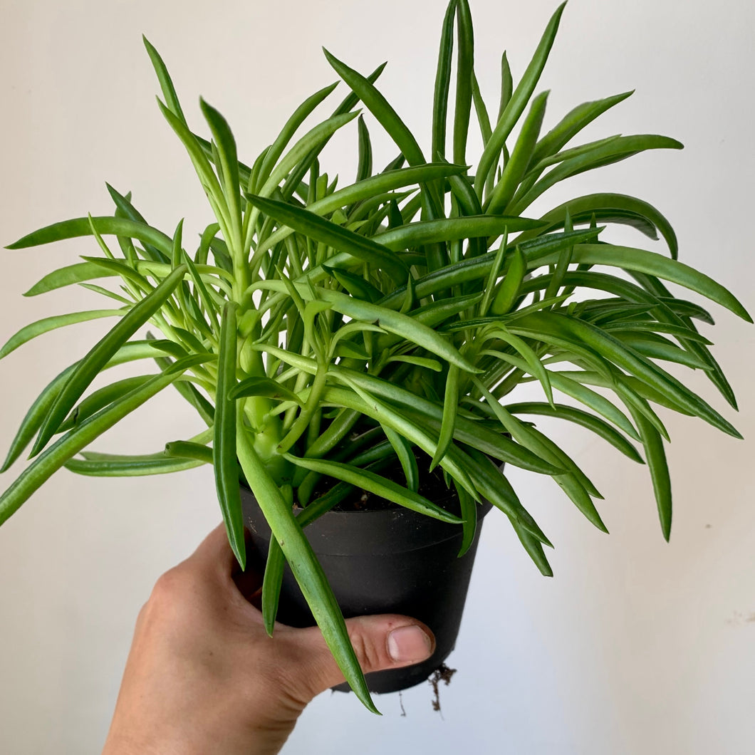 Peperomia “Happy Bean” 3.5