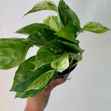 Load image into Gallery viewer, Marble Queen Pothos 3.5” pot
