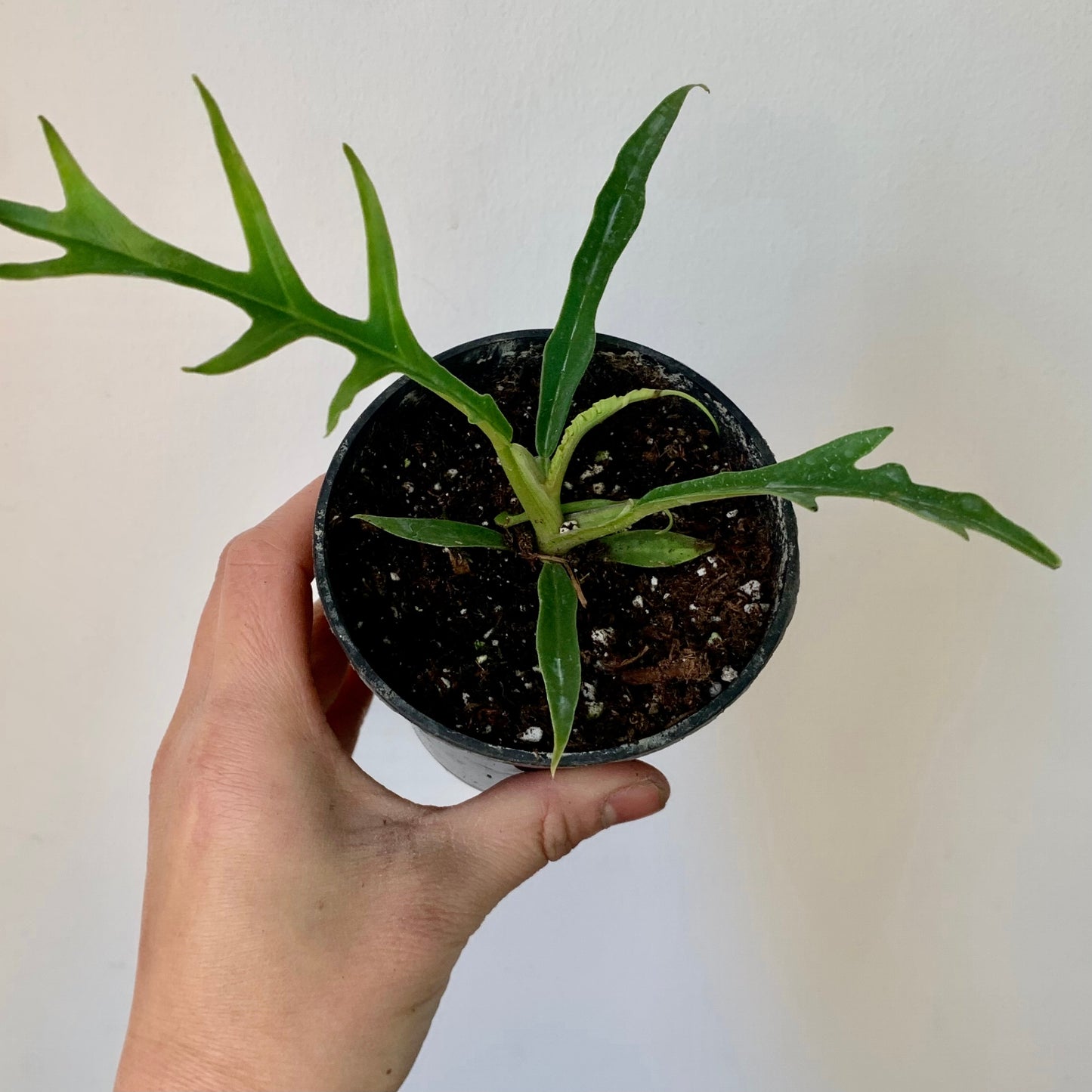 Philodendron Tortum 3.5”pot