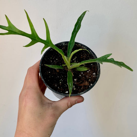 Philodendron Tortum 3.5”pot
