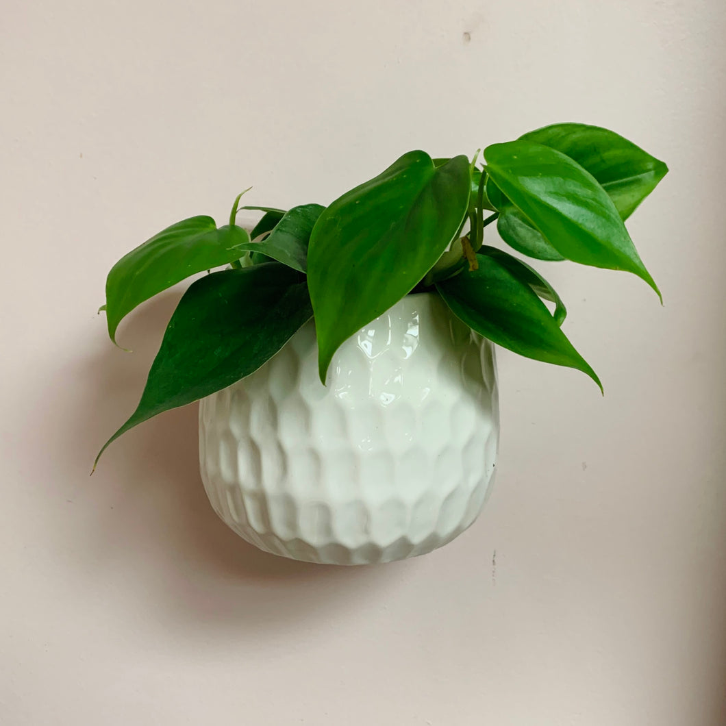 Honeycomb 4” Ceramic Wall Pot