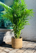 Load image into Gallery viewer, SUNNY Seagrass Decorative Plant Basket - available in three sizes

