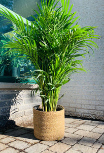 SUNNY Seagrass Decorative Plant Basket - available in three sizes