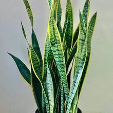 Load image into Gallery viewer, Sansevieria Laurentii approximately 3.5 ft tall in 10”pot
