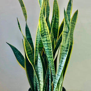 Sansevieria Laurentii approximately 3.5 ft tall in 10”pot