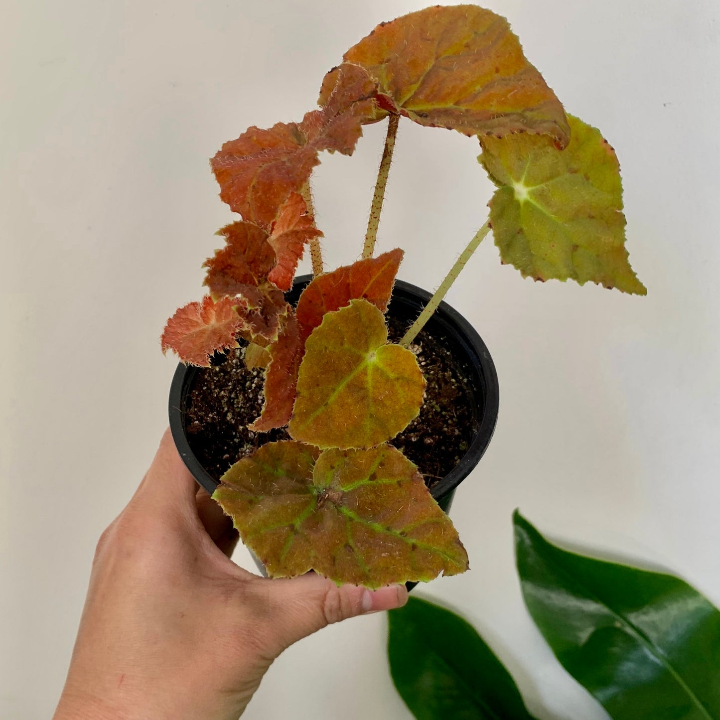 Begonia Rex "Autumn Ember” 4”pot
