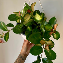 Load image into Gallery viewer, Hoya Australis Variegated“Lisa” 8&quot; Hanging basket
