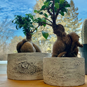 Cement Birch Bark decorative pot (available in two sizes)