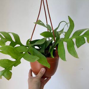 Fernleaf Cactus (Selenicereus chrysocardium )6” hanging basket