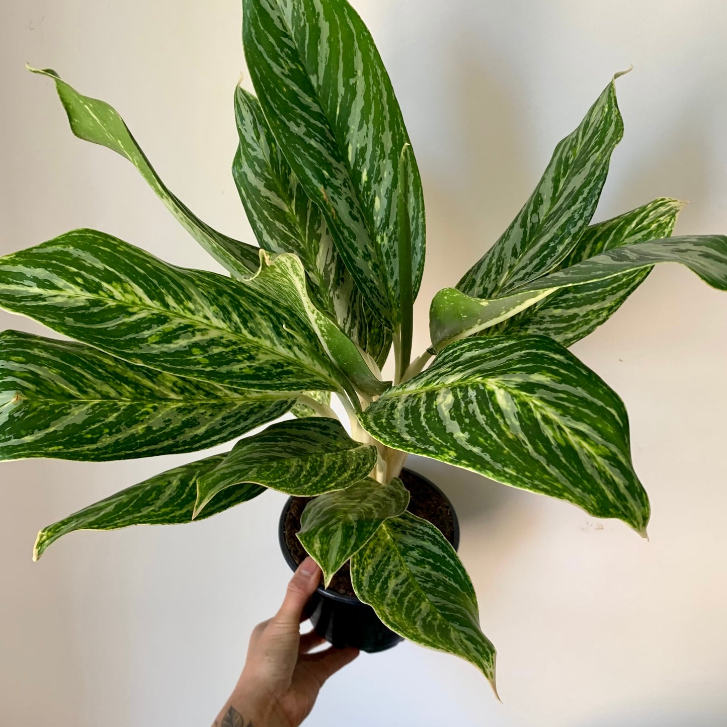 Aglaonema “Golden Madonna” 6" pot