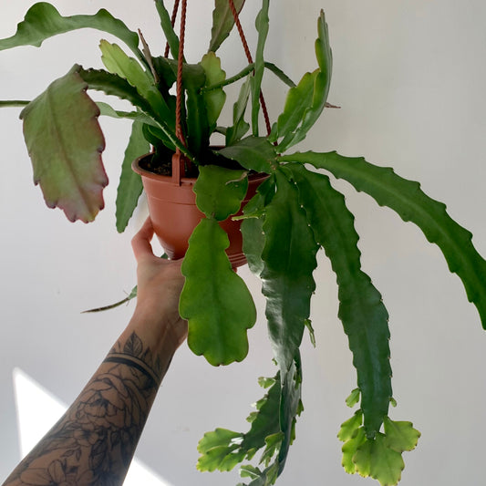 Orchid Cactus (Epiphyllum ) 6” hanging basket