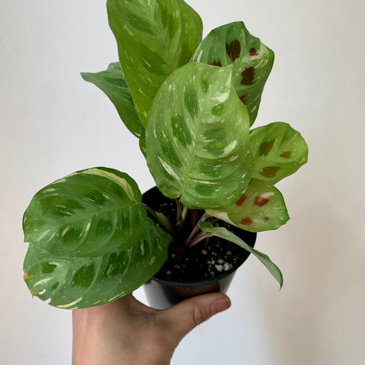 Maranta leuconeura 'Beauty Kim 3.5” pot