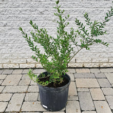 Load image into Gallery viewer, Olive Tree approximately 4ft tall in 10”pot
