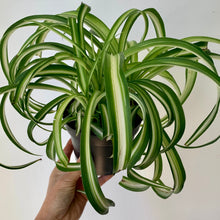 Load image into Gallery viewer, Curly Spider Plant Variegated (Chlorophytum Comosum) 5” pot
