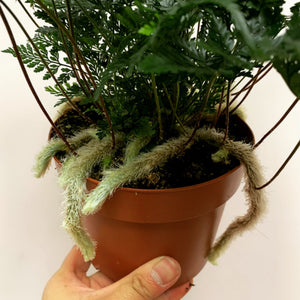 Rabbit Foot Fern in 5" pot