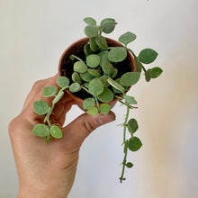 Load image into Gallery viewer, String of Nickles (Dischidia nummularia) 2.5” pot
