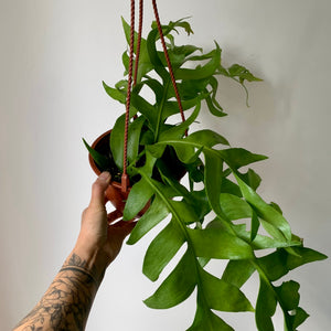 Fernleaf Cactus (selenicereus chrysocardium ) 6” hanging basket