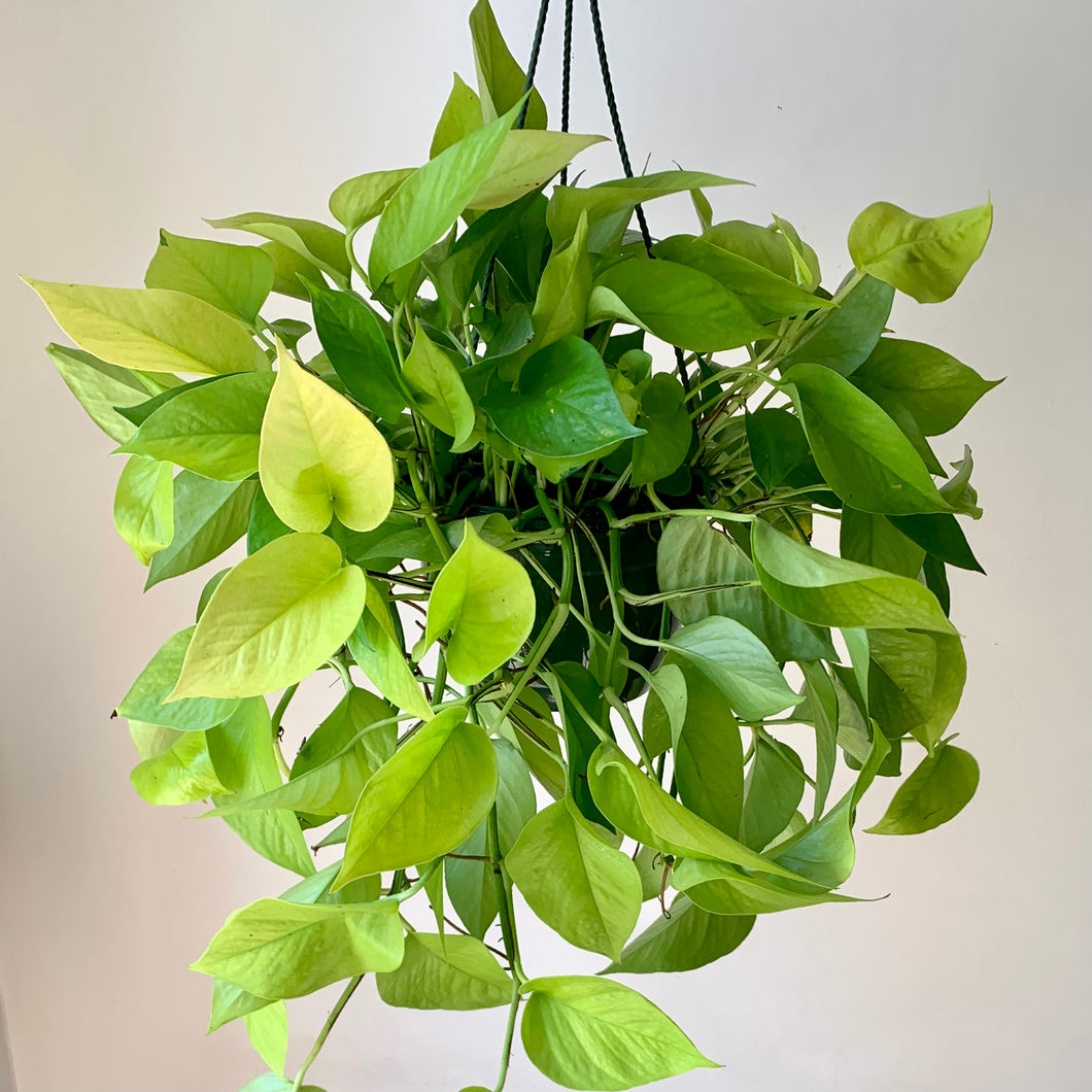 Neon Pothos 8” hanging basket