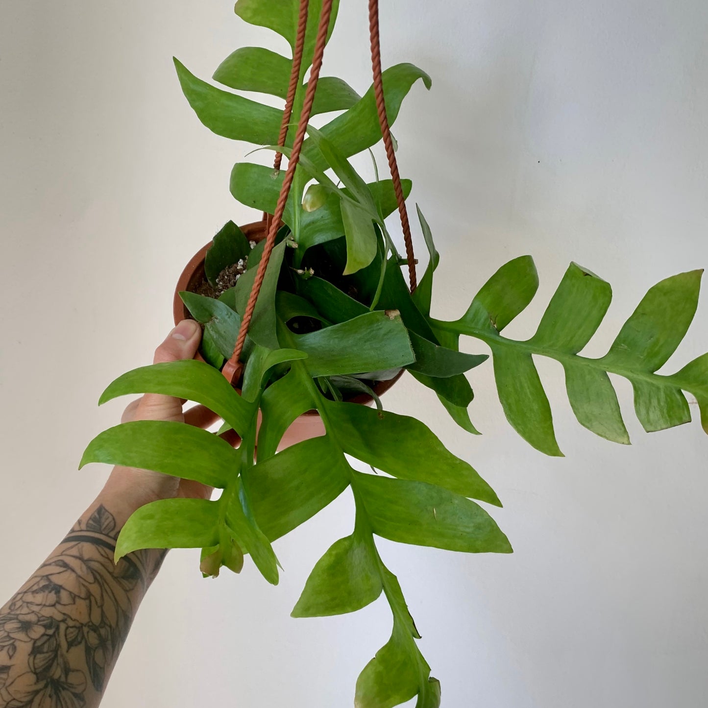 Fernleaf Cactus (Selenicereus chrysocardium )6” hanging basket