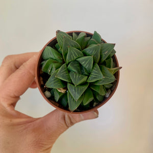 Star Cactus (Haworthia Retusa) 2.5” pot
