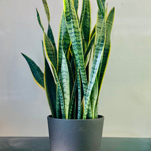 Sansevieria Laurentii approximately 3.5 ft tall in 10”pot