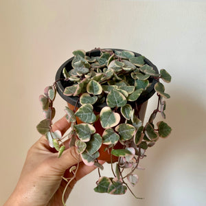 String of Hearts (Ceropegia Woodii) Variegated 4”pot
