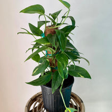 Load image into Gallery viewer, Epipremnum pinnatum aurea-variegata on coir totem approximately 2Ft tall in 6”pot
