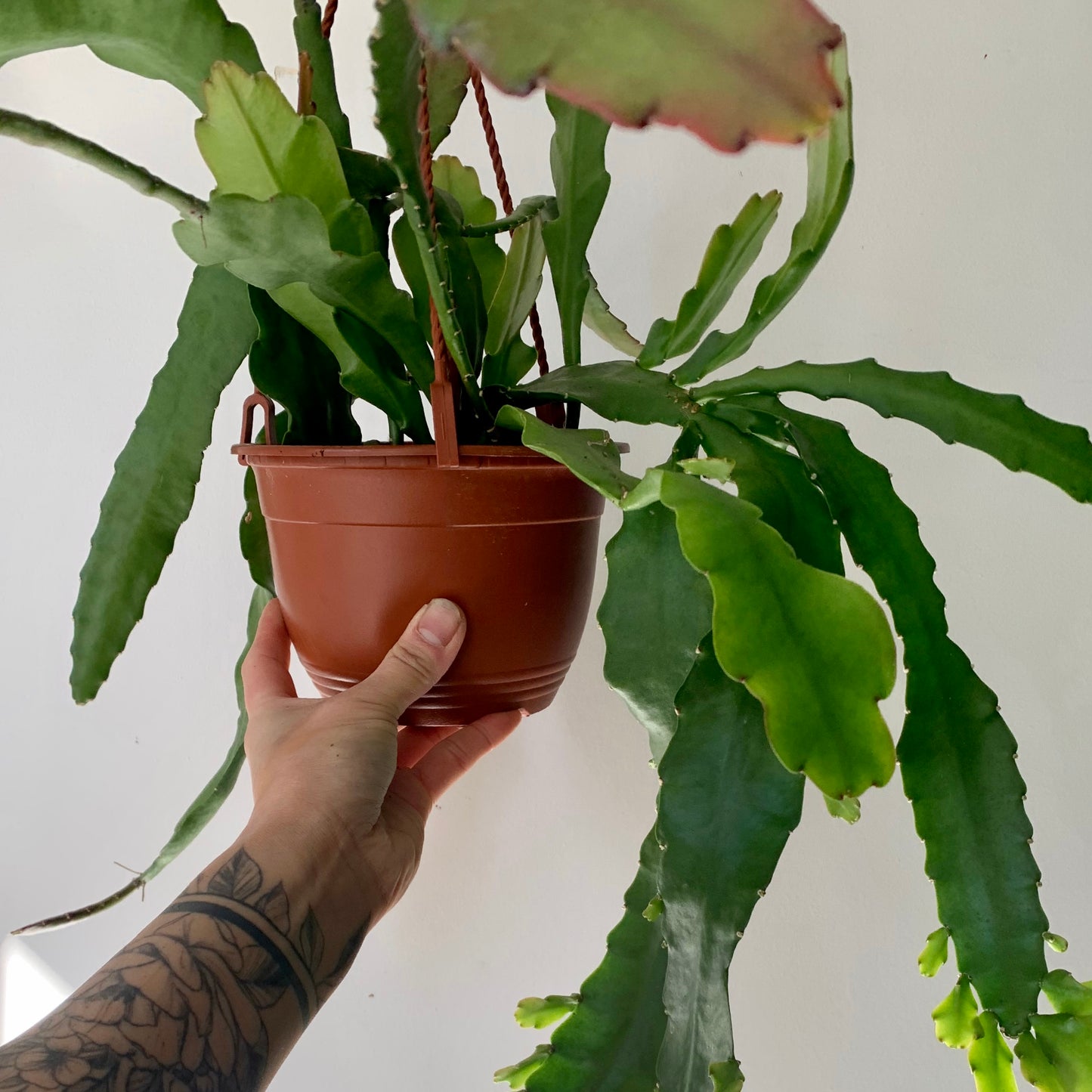 Orchid Cactus (Epiphyllum ) 6” hanging basket