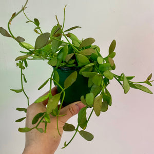 Dischidia Oiantha “Green Cascade” 3.5” pot