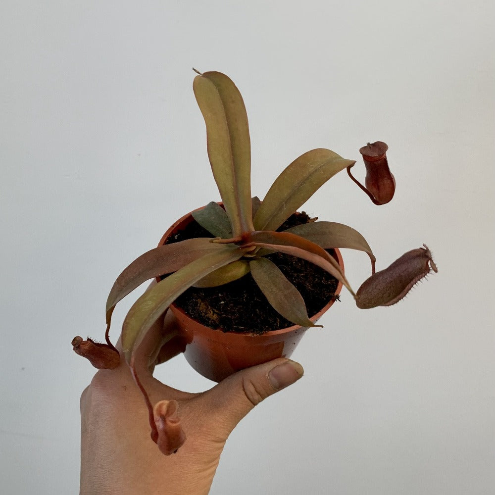 Carnivorous Pitcher Plant (Nepenthes) 3.25” pot