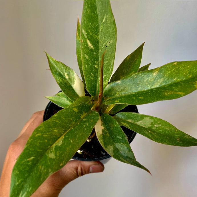 SALE House of Plants