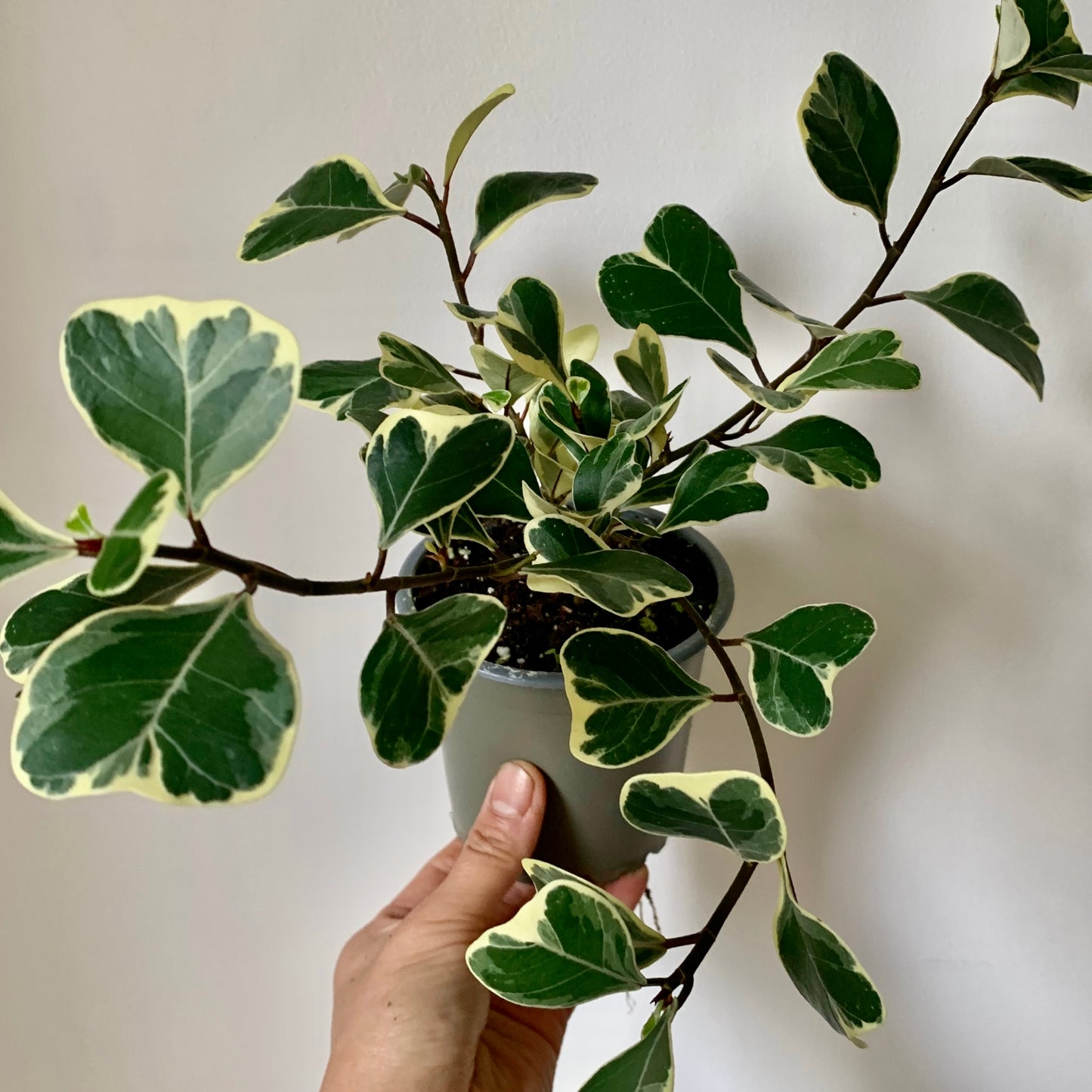 Ficus Triangularis Variegated 4” pot