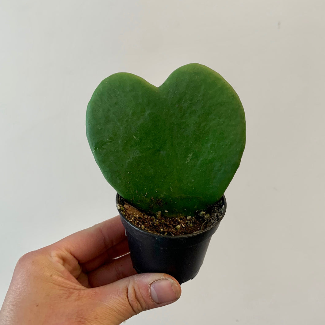 Sweetheart Hoya (Kerrii) 2.5” pot