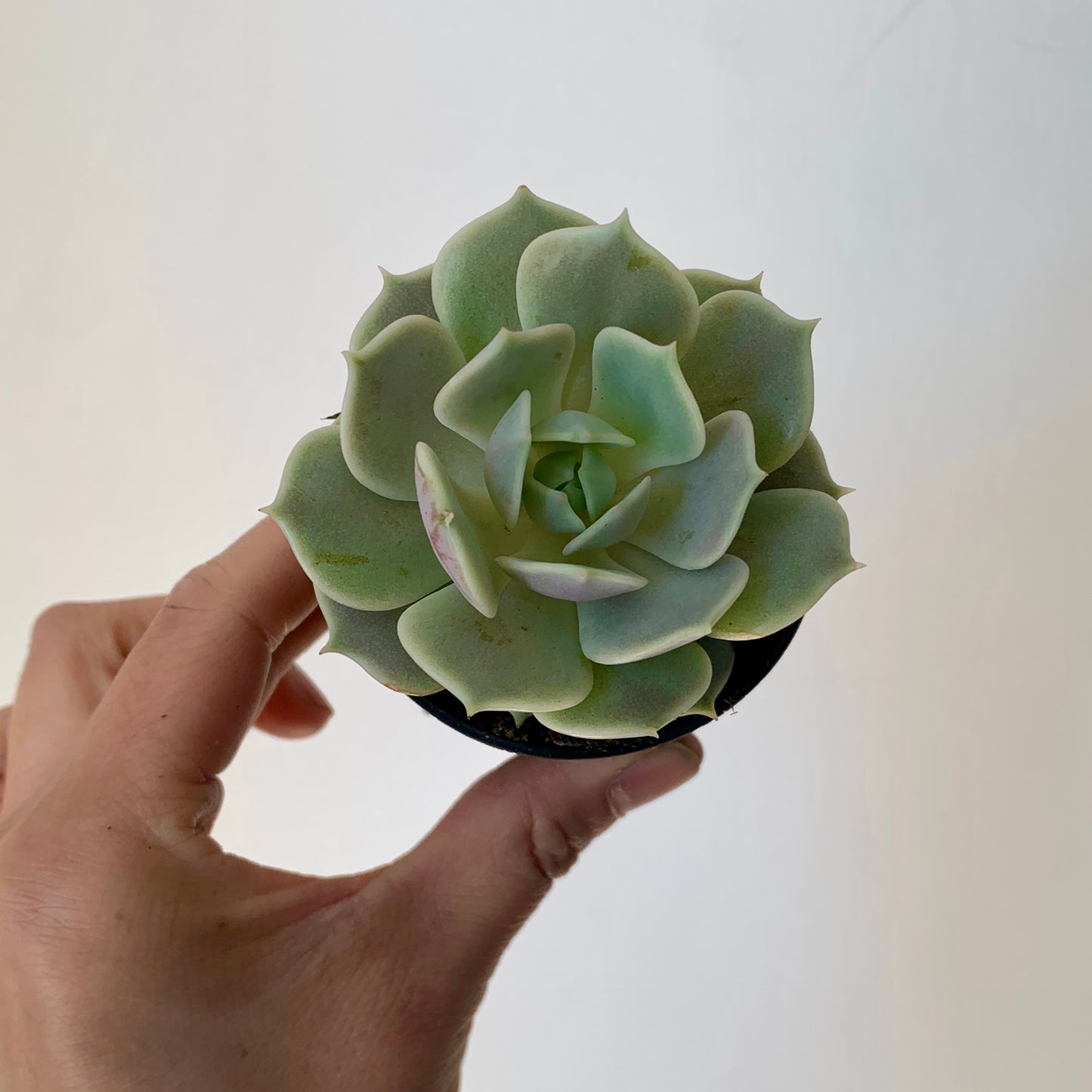 Echeveria elegans "Lola" 2.5" pot