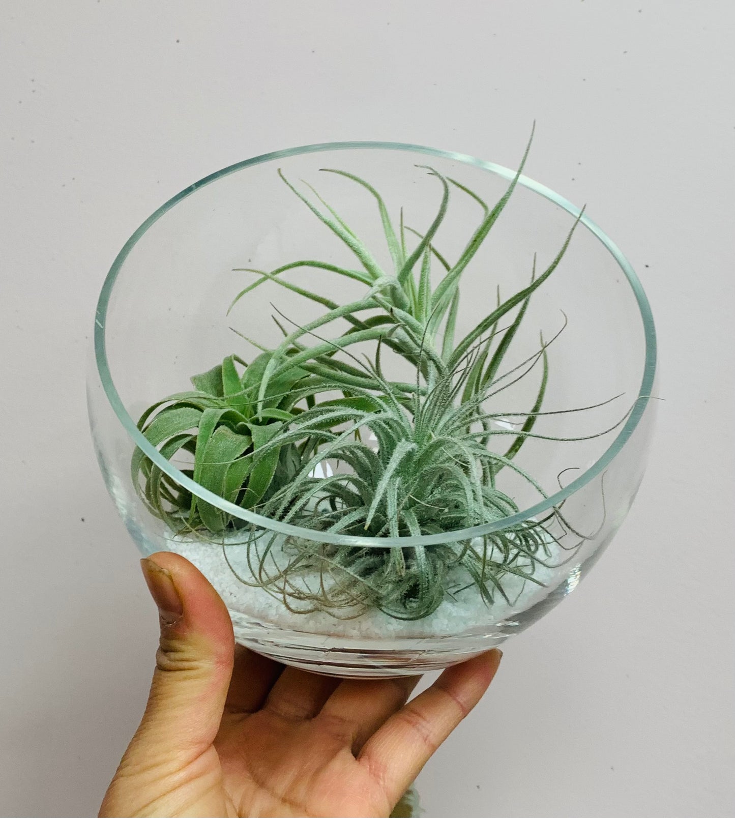 Tilted Terrarium Bowl (available in TWO sizes)