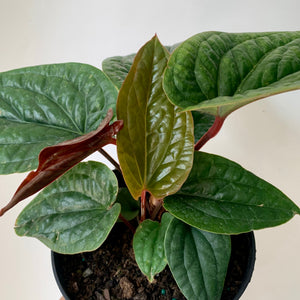 Anthurium Luxurians X Radicans (Hybrid) 6" pot