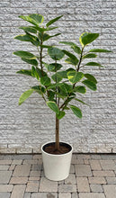 Load image into Gallery viewer, Ficus Altissima  approximately 6ft tall 14” pot
