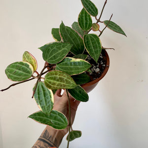 Hoya Macrophylla 6” pot